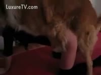 Furry dog fucks a beastiality lover